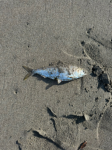 コノシロの釣果