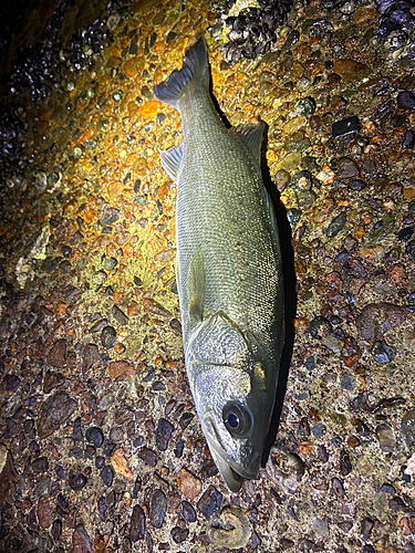 セイゴ（マルスズキ）の釣果