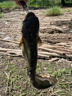 ナマズの釣果