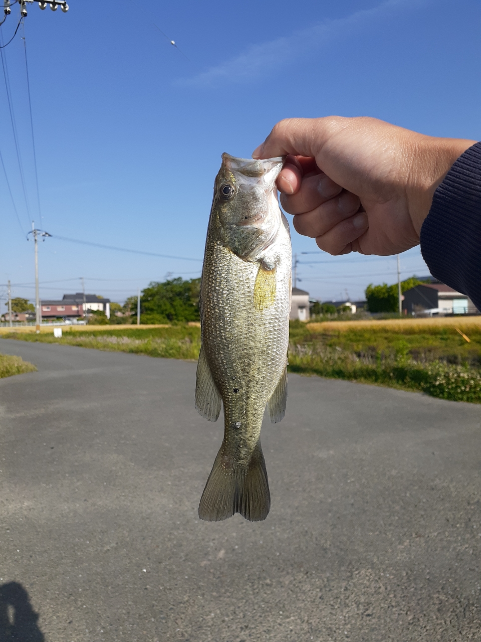 ブラックバス