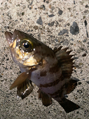 メバルの釣果