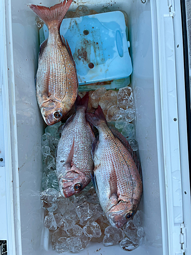 マダイの釣果