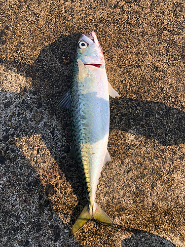 サバの釣果