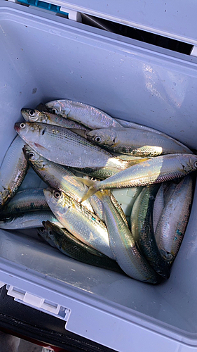 イワシの釣果