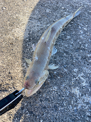 エソの釣果