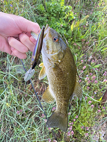 スモールマウスバスの釣果