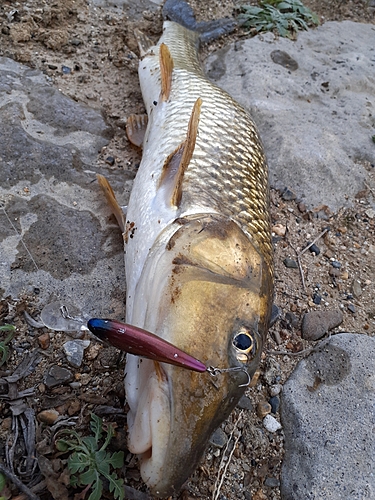 ニゴイの釣果