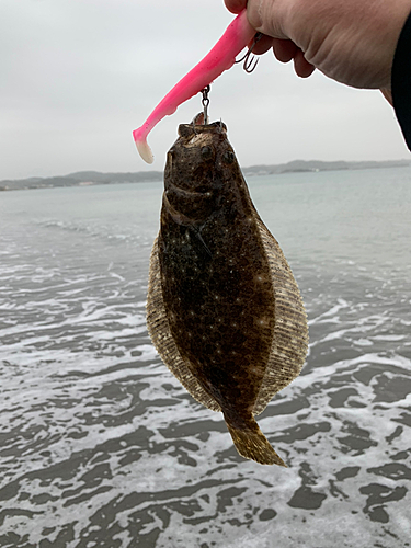 ソゲの釣果