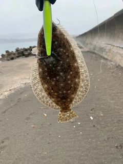 ソゲの釣果