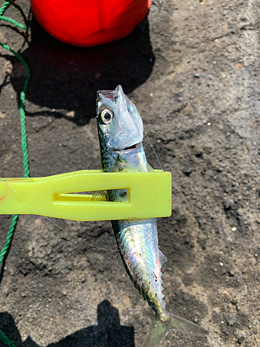 サバの釣果