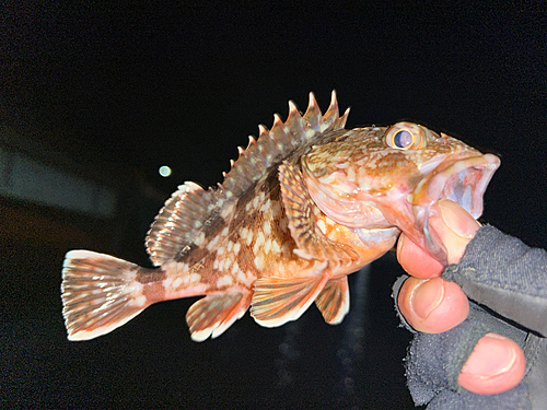 ガシラの釣果