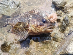 ムラソイの釣果