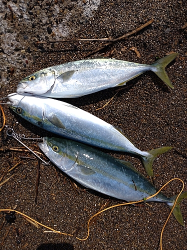 イナダの釣果