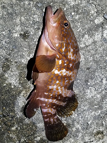 アコウの釣果