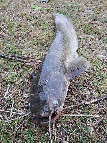 ナマズの釣果