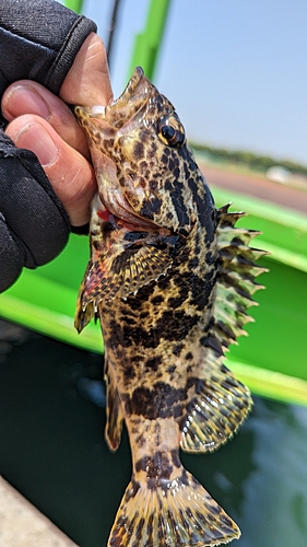 タケノコメバルの釣果