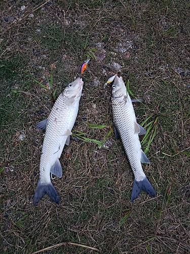 ニゴイの釣果