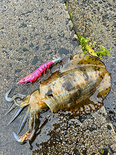 アオリイカの釣果