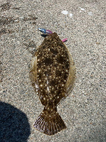 ソゲの釣果