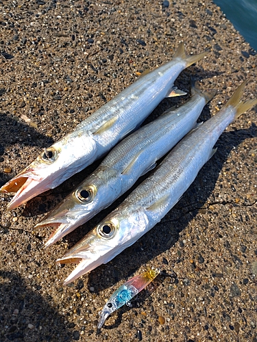 カマスの釣果