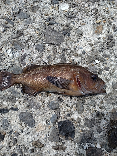 メバルの釣果