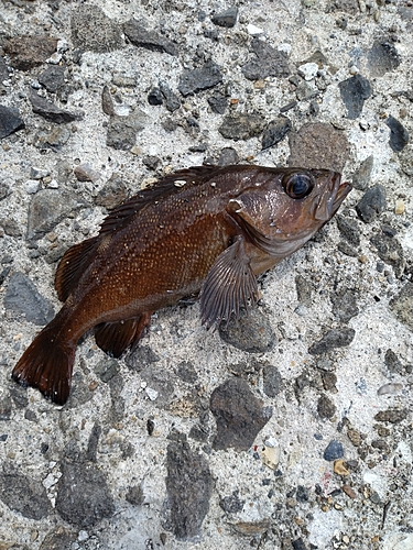 メバルの釣果