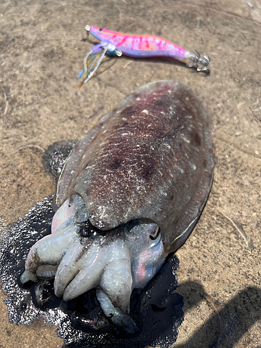 コウイカの釣果