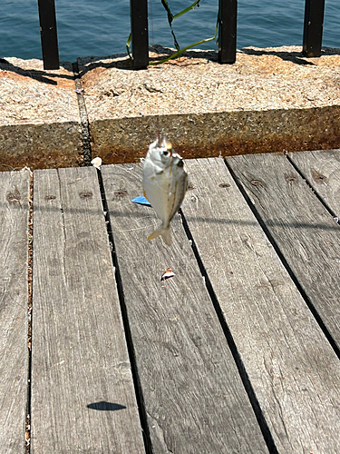 ヒイラギの釣果