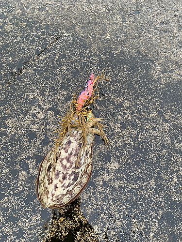 コウイカの釣果