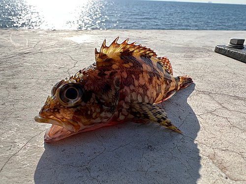 カサゴの釣果