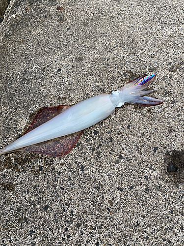 マイカの釣果