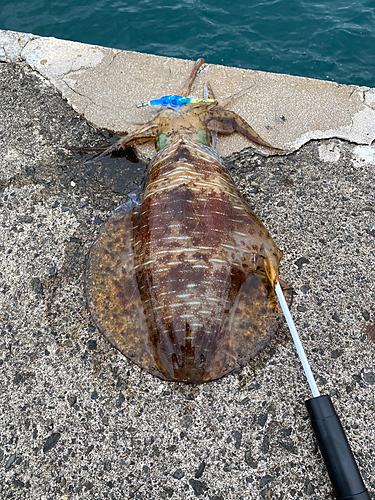 アオリイカの釣果