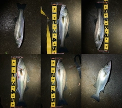 シーバスの釣果