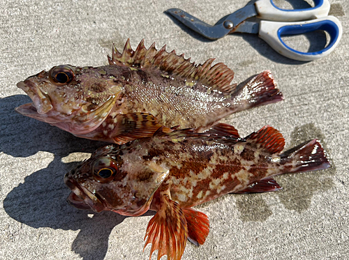 カサゴの釣果