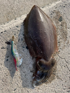 モンゴウイカの釣果