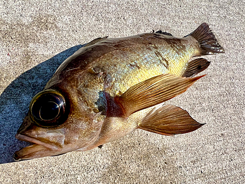 メバルの釣果