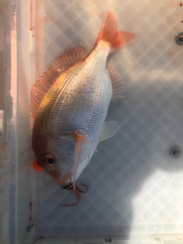 レンコダイの釣果