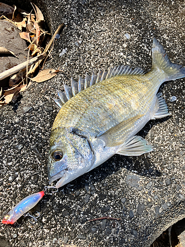 ミナミクロダイの釣果