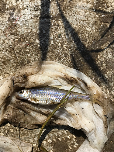 タモロコの釣果