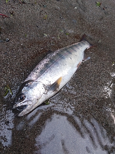 ヤマメの釣果