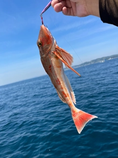 ホウボウの釣果