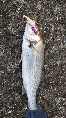 フッコ（マルスズキ）の釣果