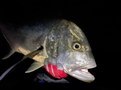 ロウニンアジの釣果