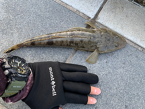 マゴチの釣果