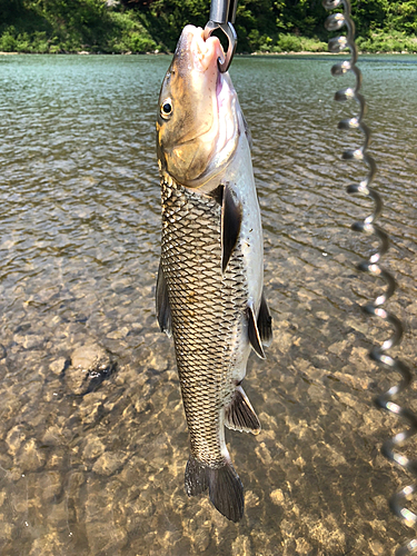 ニゴイの釣果