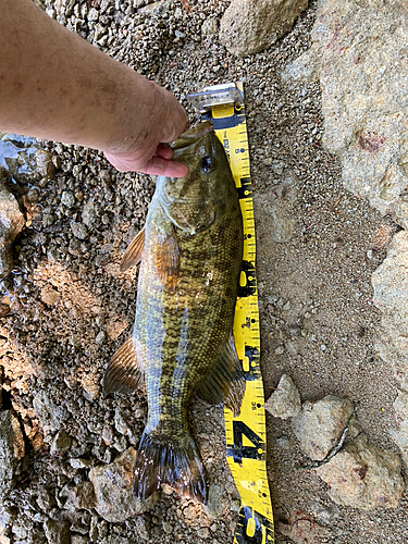 スモールマウスバスの釣果