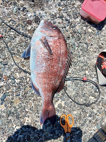 マダイの釣果