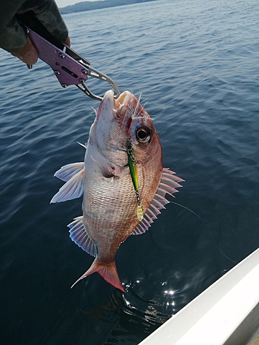 マダイの釣果