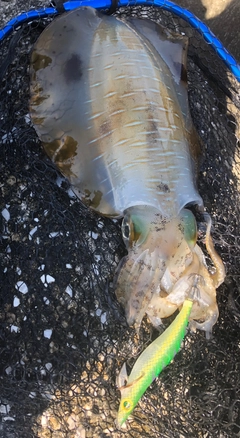 アオリイカの釣果