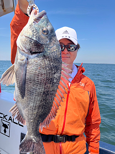 クロダイの釣果